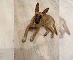 Small #14 Mutt