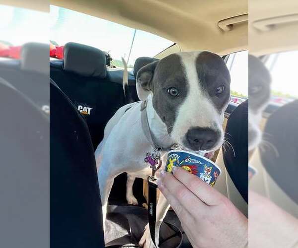 Medium Photo #1 American Pit Bull Terrier-Unknown Mix Puppy For Sale in Overland Park, KS, USA