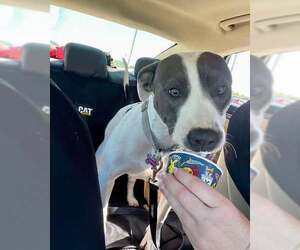 American Pit Bull Terrier-Unknown Mix Dogs for adoption in Overland Park, KS, USA