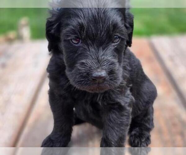 Medium Photo #1 Goldendoodle Puppy For Sale in LEON, KS, USA