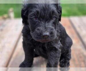 Goldendoodle Puppy for sale in LEON, KS, USA