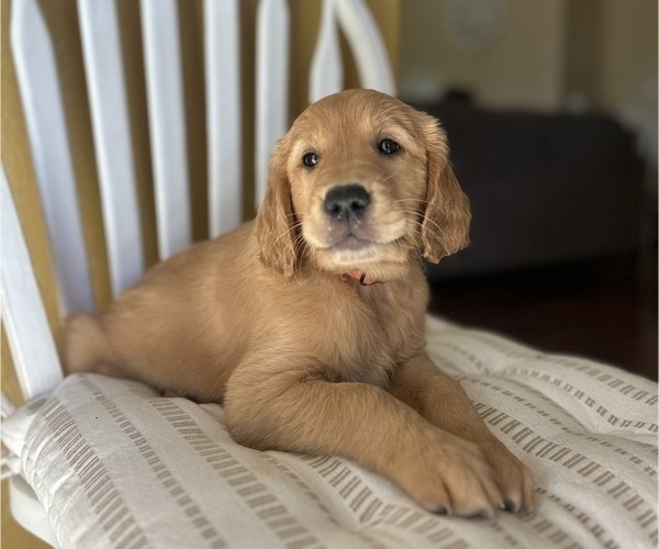 Medium Photo #10 Golden Retriever Puppy For Sale in SACRAMENTO, CA, USA