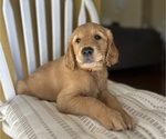 Small #9 Golden Retriever
