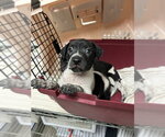 Small German Shorthaired Pointer Mix