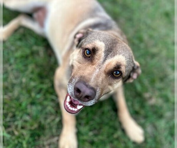 Medium Photo #9 Mutt Puppy For Sale in Eastman, GA, USA