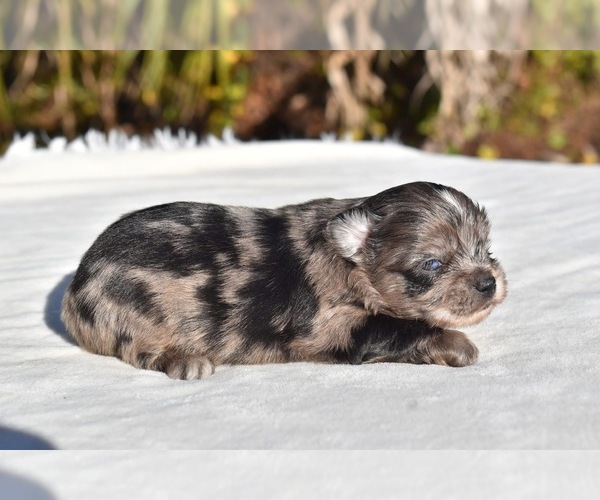 Medium Photo #3 Shih Aussie Puppy For Sale in PALM COAST, FL, USA