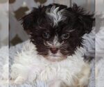 Small #2 Havanese
