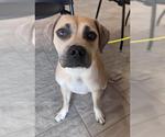 Small American Staffordshire Terrier Mix