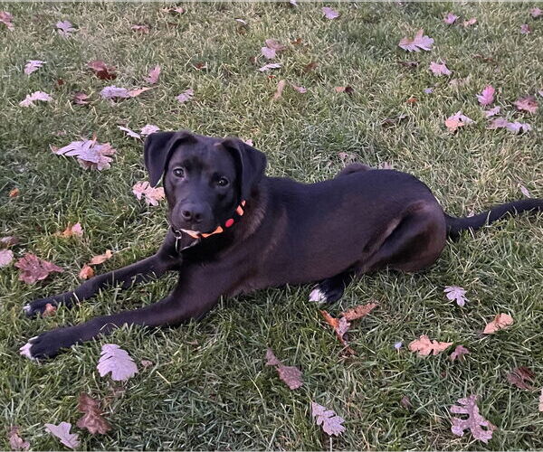Medium Photo #3 American Pit Bull Terrier-Labrador Retriever Mix Puppy For Sale in Princeton, MN, USA