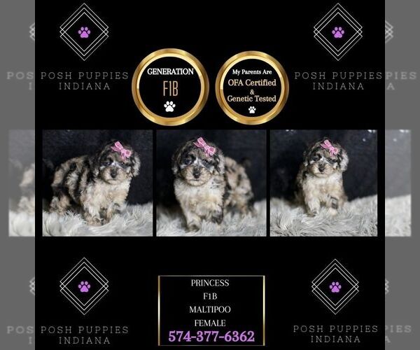Medium Photo #66 Maltipoo Puppy For Sale in WARSAW, IN, USA