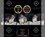 Small Photo #66 Maltipoo Puppy For Sale in WARSAW, IN, USA