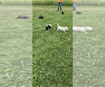 Small #1 English Shepherd