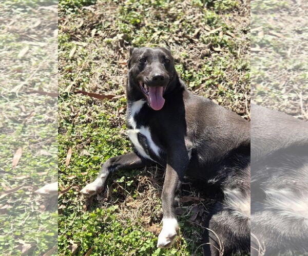 Medium Photo #5 Mutt Puppy For Sale in Crandall, GA, USA