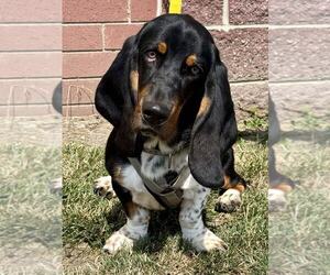 Basset Hound Dogs for adoption in Lee's Summit, MO, USA