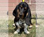 Small Basset Hound