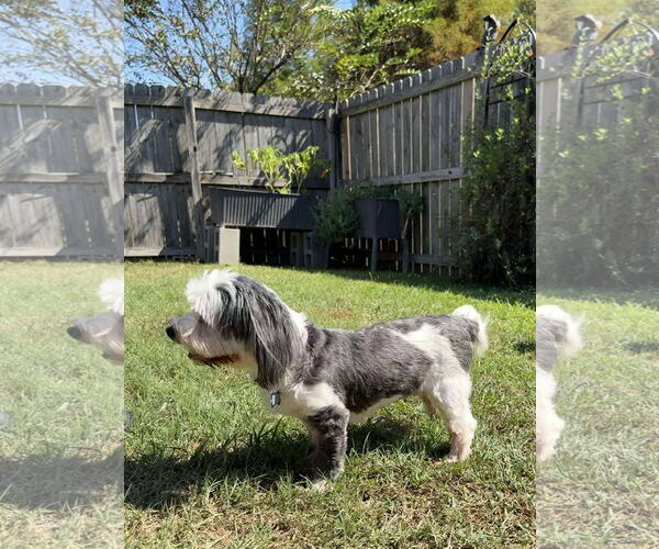 Medium Photo #4 Havanese Puppy For Sale in Gulfport, MI, USA