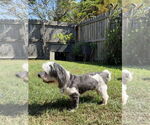 Small #3 Havanese