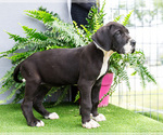 Small Photo #133 Great Dane Puppy For Sale in WAKARUSA, IN, USA