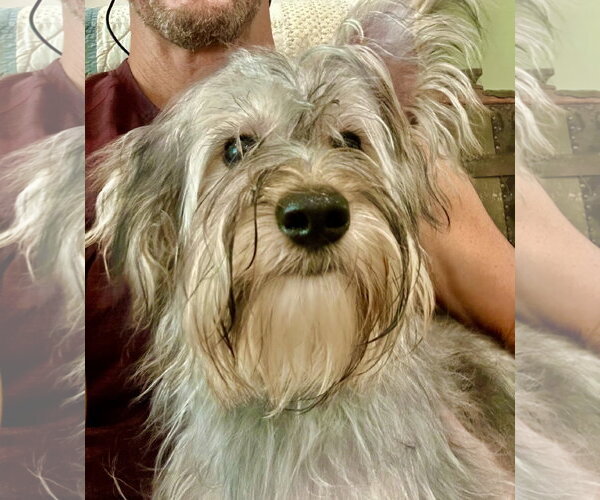Medium Photo #7 Maltese-Unknown Mix Puppy For Sale in Valrico, FL, USA