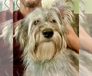 Thunder - Male Maltese-Unknown Mix Dog for Adoption - Photo #7