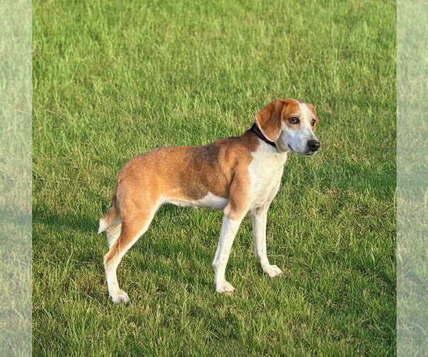 Medium Photo #1 Mutt Puppy For Sale in Unionville, PA, USA