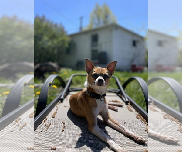 Medium Photo #3 Chihuahua-Unknown Mix Puppy For Sale in St. Louis Park, MN, USA