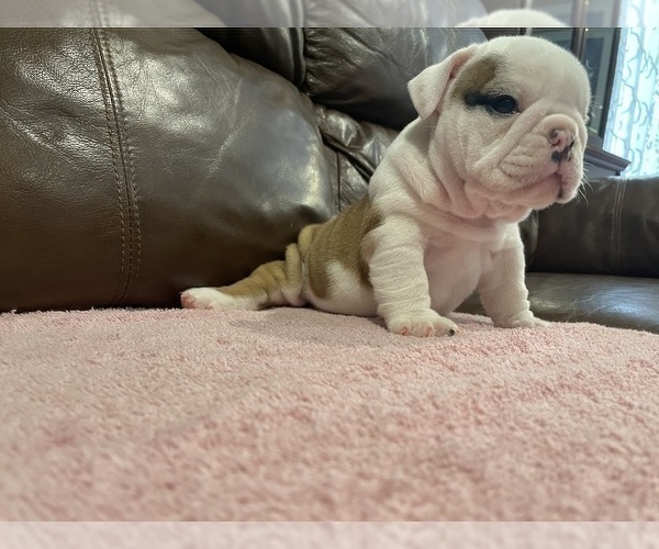 Medium Photo #6 Bulldog Puppy For Sale in WOODSTOCK, GA, USA