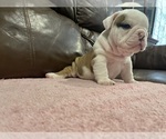 Small Photo #6 Bulldog Puppy For Sale in WOODSTOCK, GA, USA