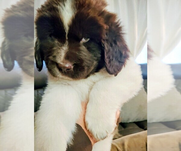 Medium Photo #5 Newfoundland Puppy For Sale in CHICO, CA, USA