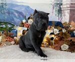 Small Photo #5 Cane Corso Puppy For Sale in OOLOGAH, OK, USA