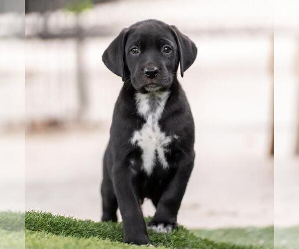 Medium Photo #2 Dalmatian-Labrador Retriever Mix Puppy For Sale in San Diego, CA, USA