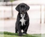 Small #1 Dalmatian-Labrador Retriever Mix