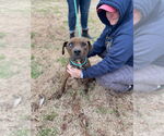 Small #14 Mountain Cur-Staffordshire Bull Terrier Mix