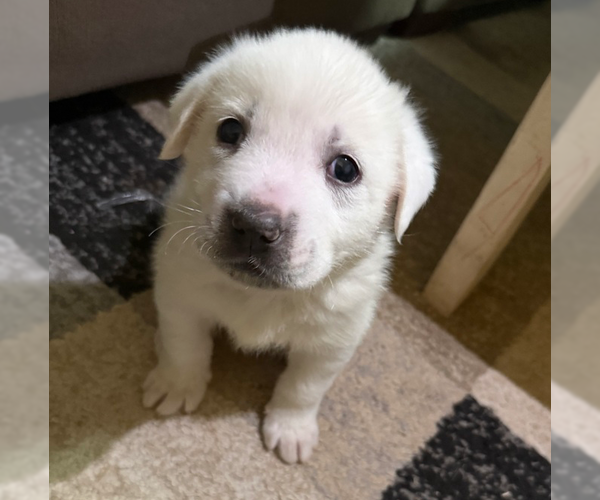 Medium Photo #1 Great Pyrenees-Unknown Mix Puppy For Sale in OKLAHOMA CITY, OK, USA