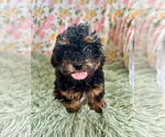 Small #6 Poodle (Miniature)