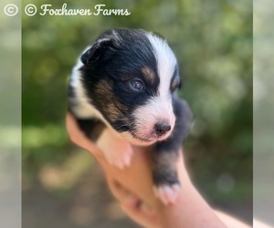 Australian Shepherd Puppy for sale in TALLAPOOSA, GA, USA