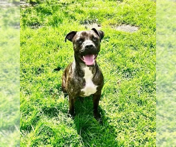 Medium Photo #12 American Staffordshire Terrier-Boxer Mix Puppy For Sale in Germantown, OH, USA