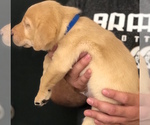 Small Photo #3 Labrador Retriever Puppy For Sale in LUMBERTON, NC, USA