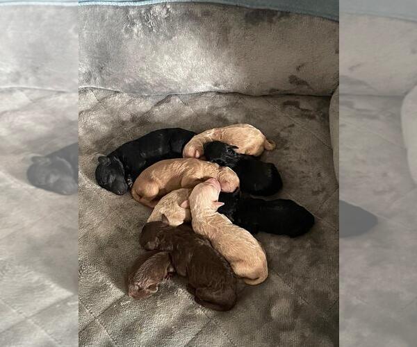 Medium Photo #1 Poodle (Miniature) Puppy For Sale in SAINT AUGUSTINE, FL, USA