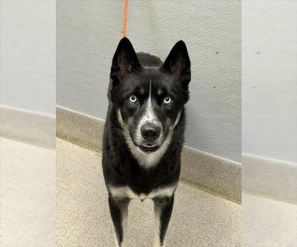 Medium Photo #1 Siberian Husky-Unknown Mix Puppy For Sale in Las Vegas, NV, USA