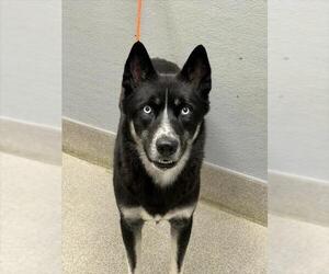 Siberian Husky-Unknown Mix Dogs for adoption in Las Vegas, NV, USA