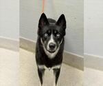 Small Siberian Husky Mix