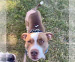 Small #18 American Pit Bull Terrier Mix