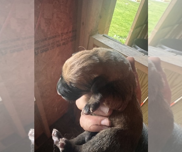 Medium Photo #2 Anatolian Shepherd-English Mastweiler Mix Puppy For Sale in IRWIN, PA, USA