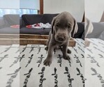 Puppy Birch Labrador Retriever
