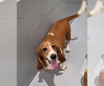 Small #1 Basset Hound