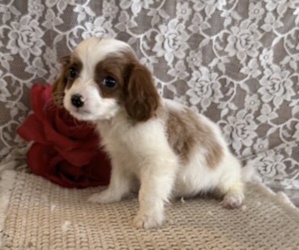 Medium Photo #4 Cavapoo (Miniature) Puppy For Sale in THORP, WI, USA