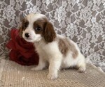 Small #3 Cavapoo (Miniature)