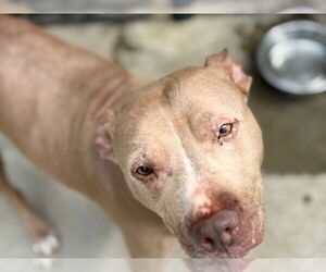 American Pit Bull Terrier-Unknown Mix Dogs for adoption in Tulsa, OK, USA