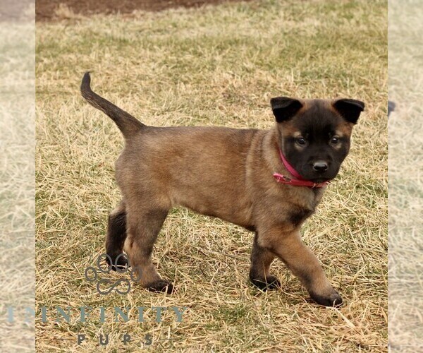 Medium Photo #3 Belgian Malinois Puppy For Sale in STRASBURG, PA, USA